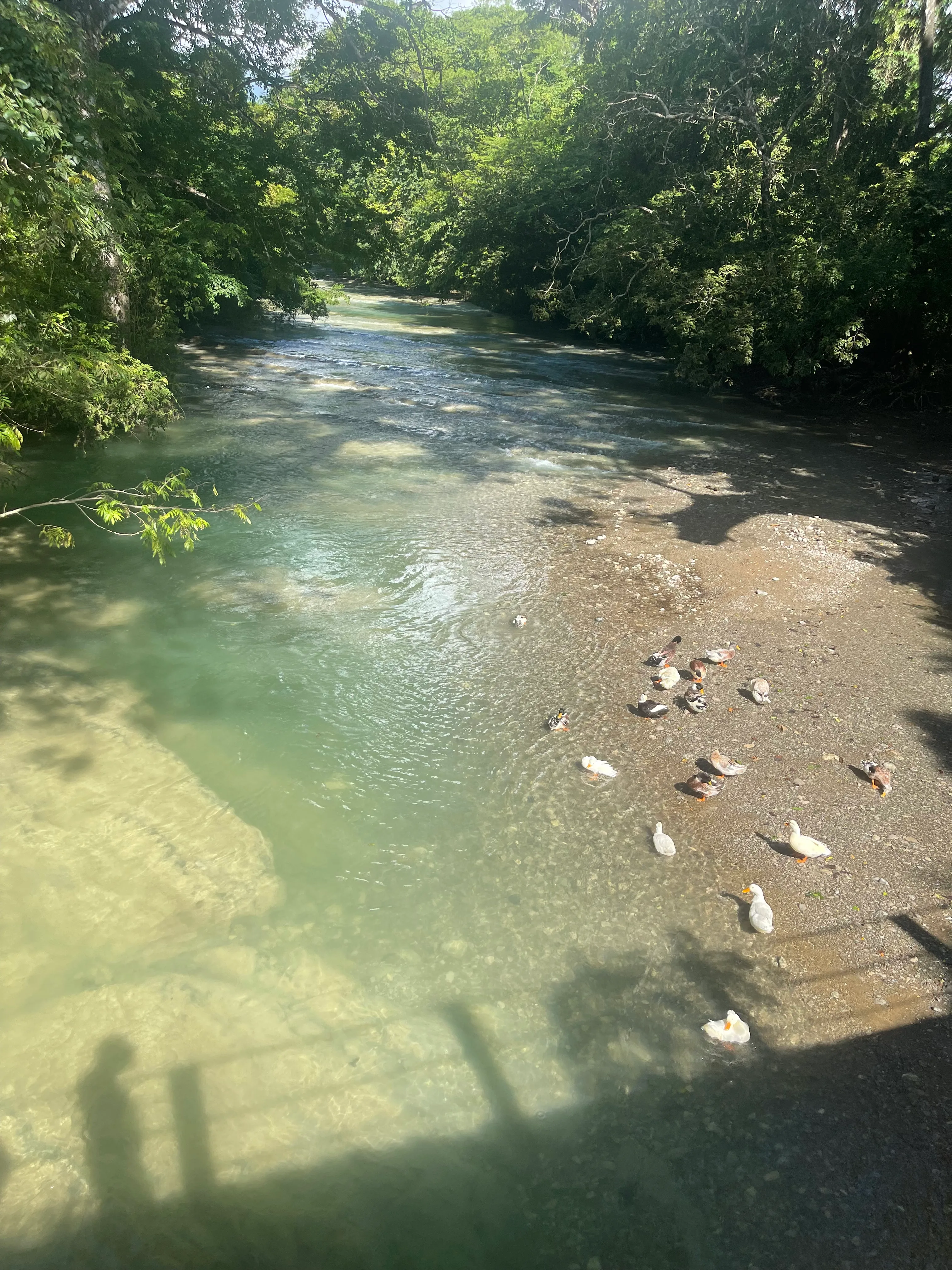 Río Lajas — foto 3