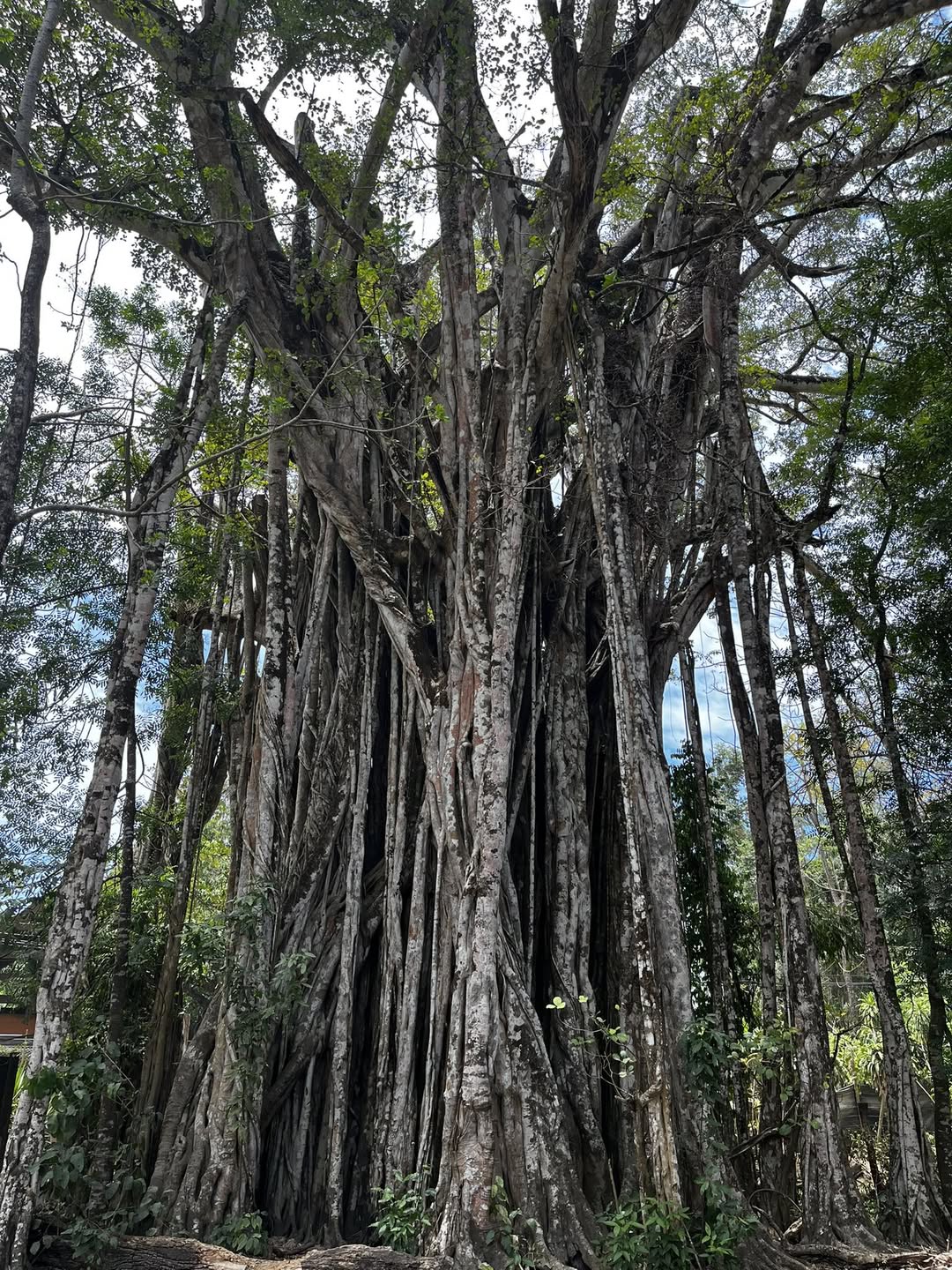 Árbol Higuerón