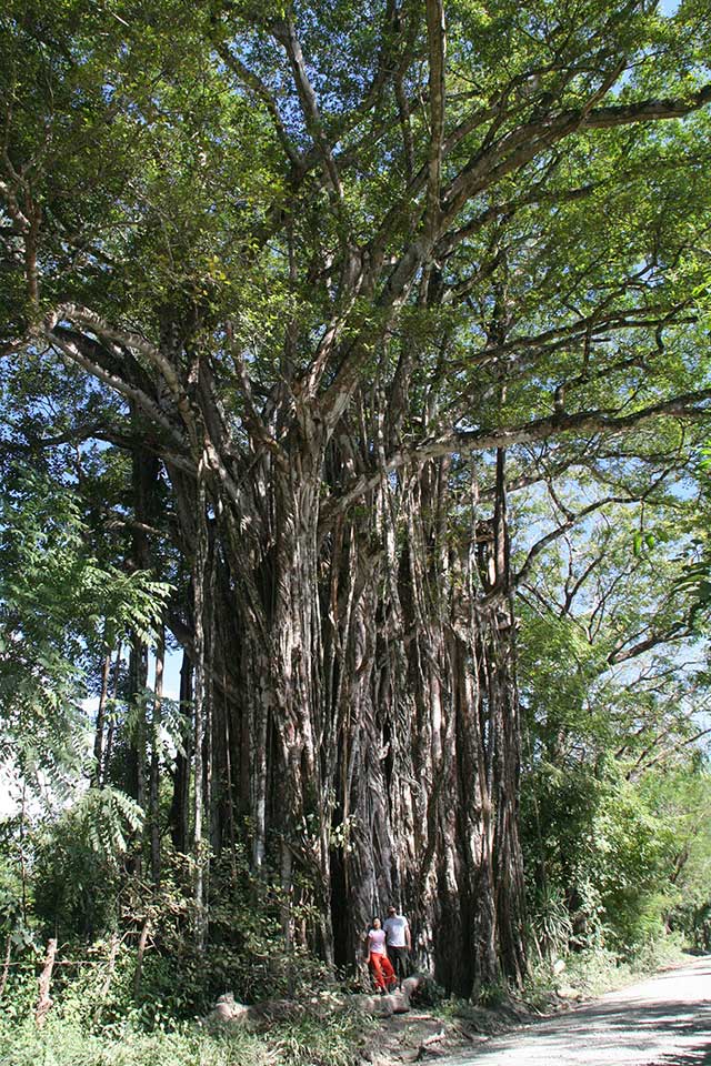 Árbol Higuerón